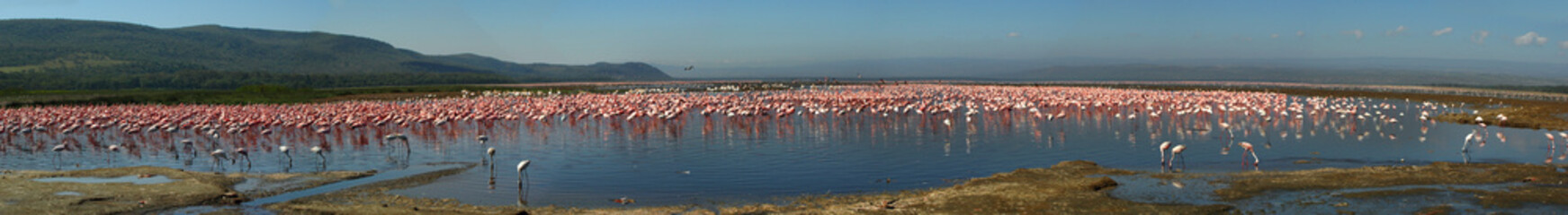 Fototapeta na wymiar Lesser Flamingo, Kenya, Lake Nakuru