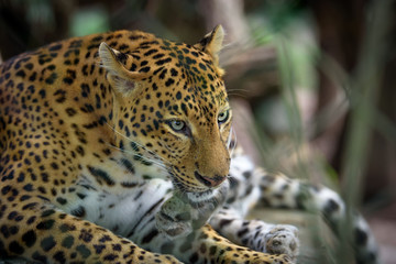 Fototapeta na wymiar Female jaguar