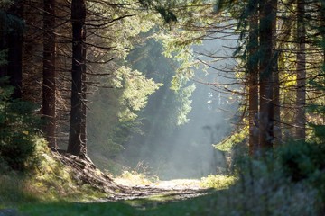 Obraz premium Spruce Trees in the Mist with Sun Rays