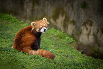 Red panda sitting at the bottom of a wall