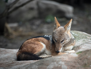 Black-backed jackal closeup portrait
