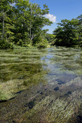 八甲田山麓のグダリ沼