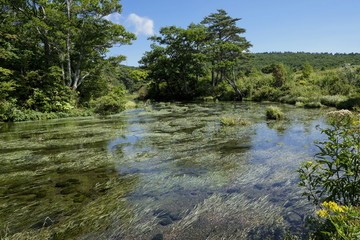 八甲田山麓のグダリ沼
