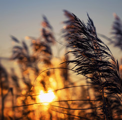 Autumn landscape with a reed in beams of the setting sun