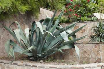 agave bush
