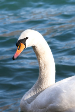 swan animal