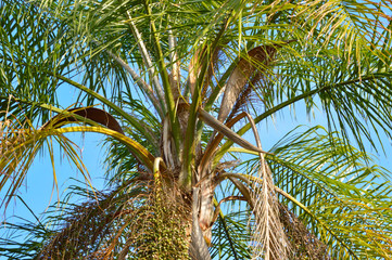 Closeup of a queen palm tree in the sun