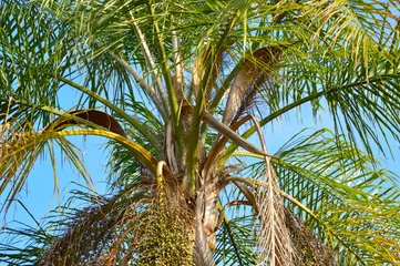 Papier Peint photo Palmier Closeup of a queen palm tree in the sun