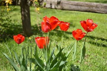 Red tulips in flower bed