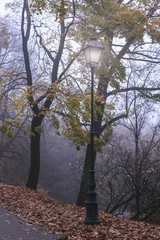 Misty evening in old park