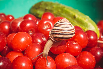 Садовая улитка и свежий урожай вишень