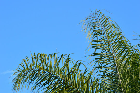 Fronds Of A Queen Palm Tree