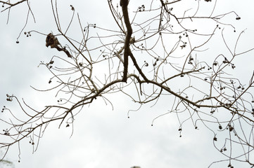 Bare popcorn tree branch against white sky