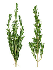 Set of fresh green rosemary sprig and bunch of rosemary sprigs tied with rope isolated on a white background. Design element for product label.