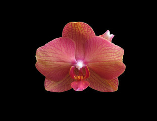 Pink orange orchid flower closeup isolated on black