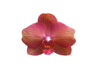 Pink orange orchid flower closeup isolated on white.