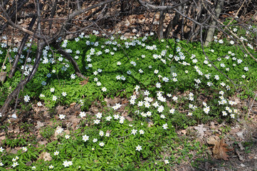 White wildflowers Anemone nemorosa blossoming in the forest in April, Sweden.