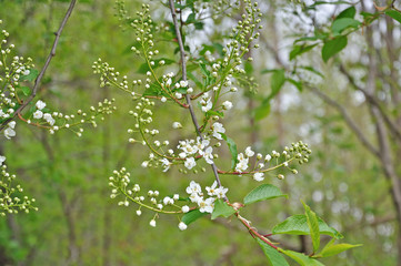 White spring flowers on natural shrub outdoors in May.