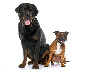 stafforshire bull terrier and rottweiler