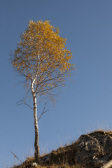 lone birch