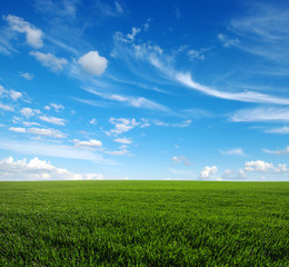 Obraz premium green field