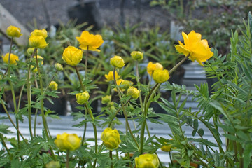 Yellow butter ball flowers