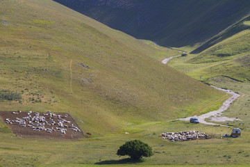 flock of sheep in a pasture in the mountains
