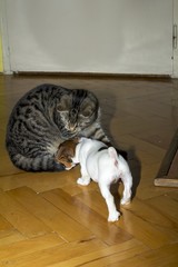 small terrier playing with kittens