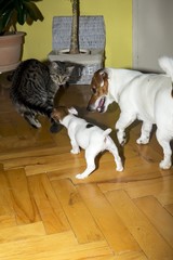 small terrier playing with kittens