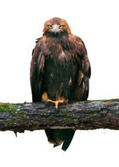 Golden eagle isolated on white