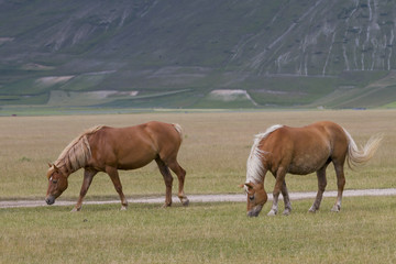 Obraz premium wild horse