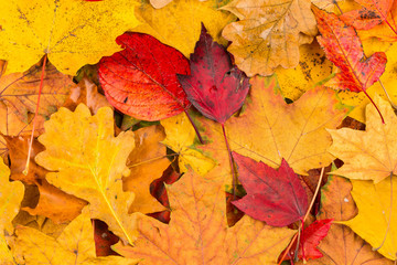 Fall leaves background