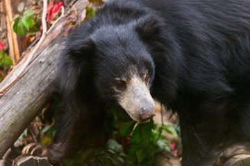 large sloth bear