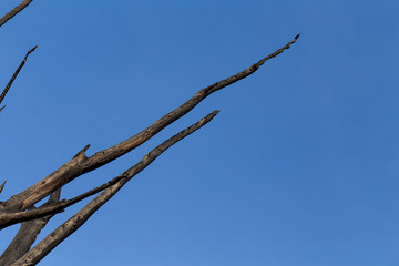 Burnt tree against the sky
