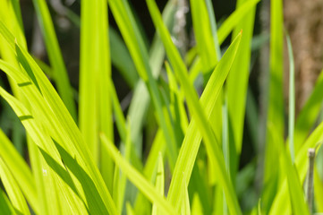 Neon yellow green leaves