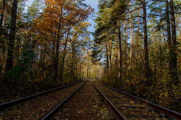 Fototapeta premium When the way goes through the forest 
