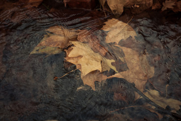 fallen leaves in stream