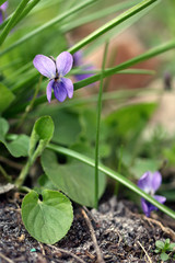 garden violet blooms profusely lilac flowers