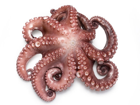 Pulpo cocido sobre fondo blanco