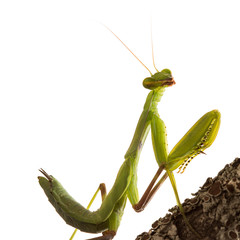 Praying Mantis isolated on white background (clipping path)