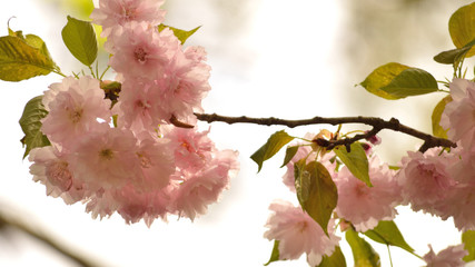 Kwanzan cherry tree blooms