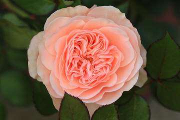 Розовая роза среди зелени листьев