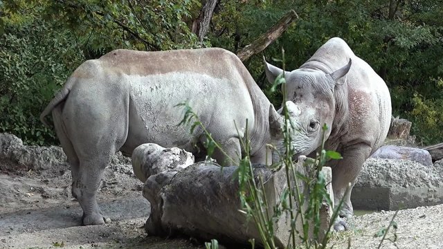 Rhinoceros in the zoo.