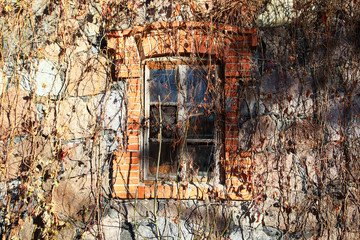 window of an old house overgrown plants