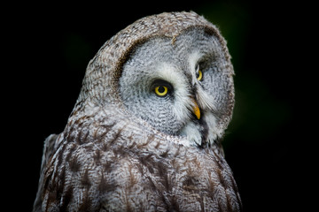 Great Grey Owl