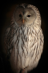 Fototapeta premium Habichtskauz 