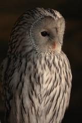 Fototapeta premium Habichtskauz 