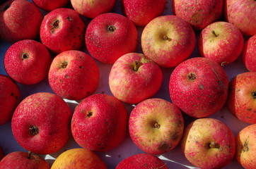 Pommes reinettes étoilées bio.