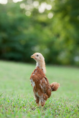 Baby Chick in the Grass