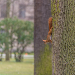 Eichhörnchen kopfüber an Baumstamm